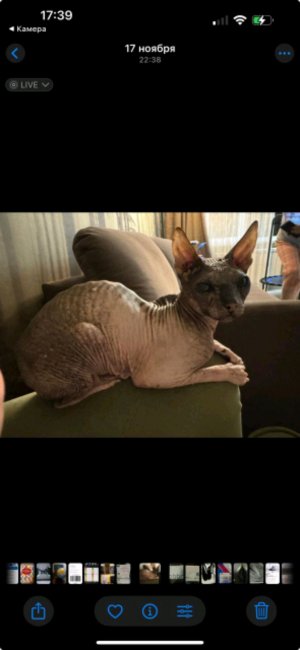 мои троглодиты  то есть коты!