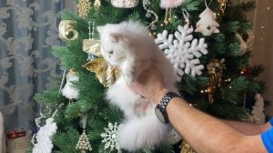 Черилин Мирада Дель Мар (1)