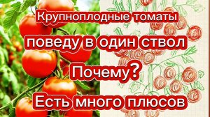 Формирование томатов в один стебель—потеря урожая? Или наоборот?