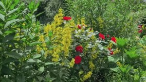 Божественное Пение Птиц и Красивая Природа Окажут Исцеляющее Действие на Здоровье и Подарят Радость