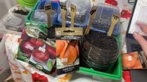 Первые всходы лука чернушки и эустомы.