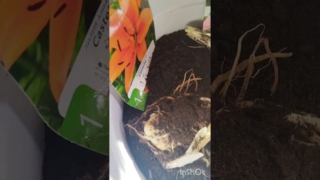 ОГОРОДНИКАМ ПРИВЕТ! 
Спасение Лилий — начало сезона!