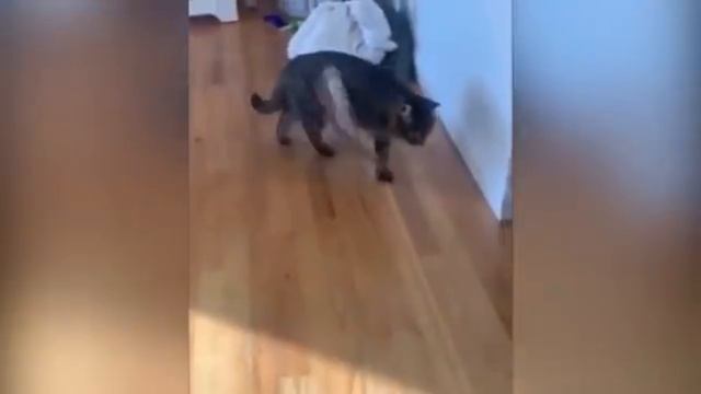 Животные приколы и не только😅 смотреть онлайн