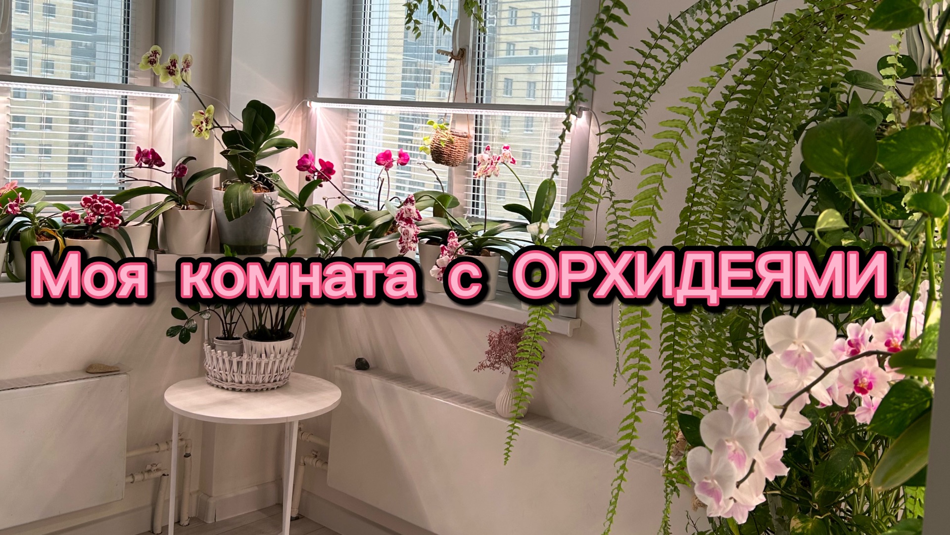 Тропические ДЖУНГЛИ в квартире 🌿🪴🌸🌺🌼 #орхидеи смотреть онлайн