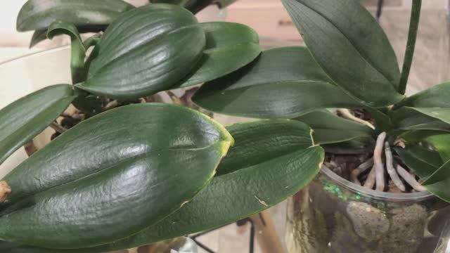 Орхидея с цветоносом из точки роста. Как пробудить рост детки. Удобрение у нас под ногами! смотреть онлайн