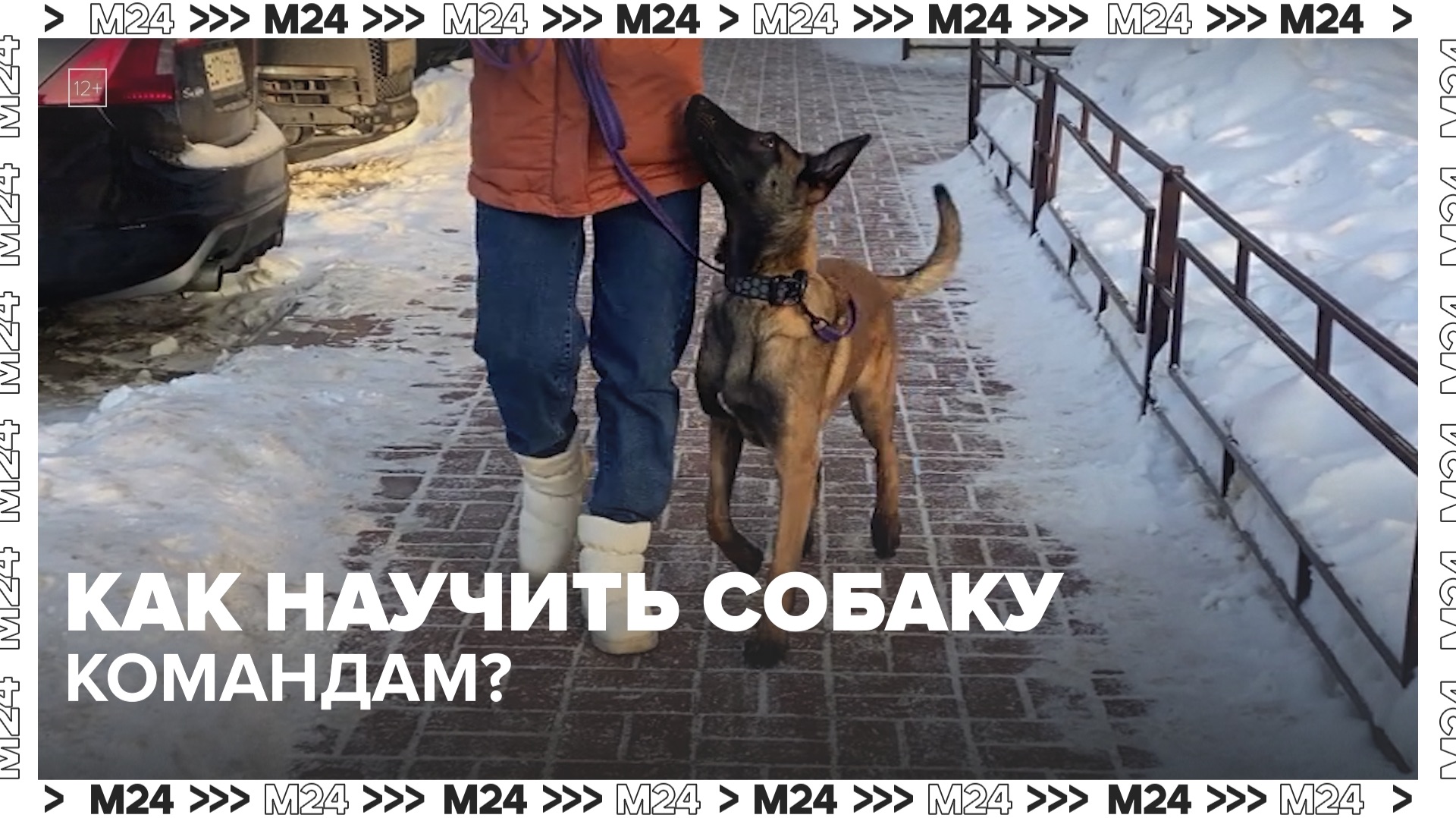 Как научить собаку командам? — Москва 24 смотреть онлайн