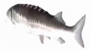 лосось плавающий крутится под музыку б##ть