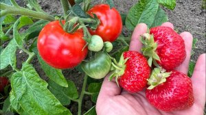 07.06.24 Влог: спустя неделю приехала на огород, какие планы?))) первый помидор!