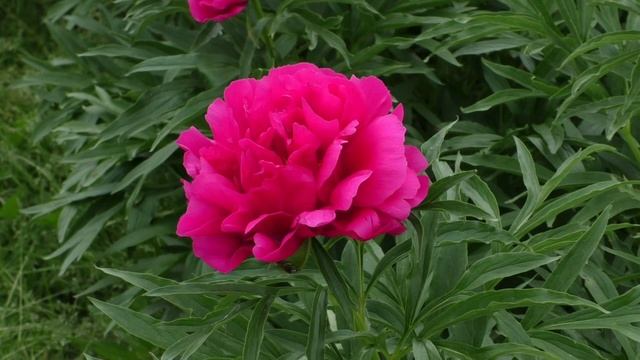 Пион Coral Fay смотреть онлайн