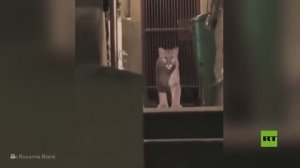 شاهد.. أسد جبلي تنتهي جولته في سان فرانسيسكو بالقفص