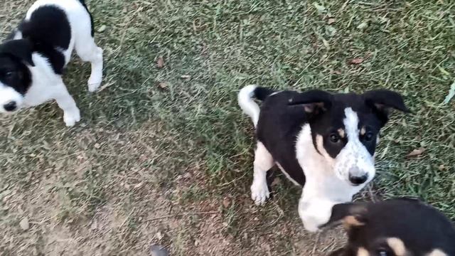 Щеночки без мамы! смотреть онлайн