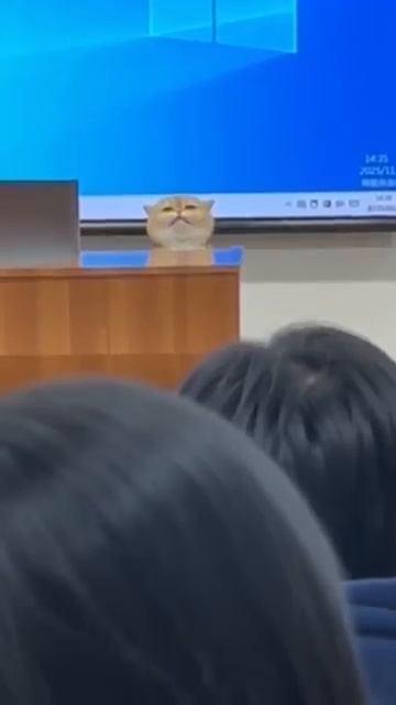 Коты на лекциях смотреть онлайн