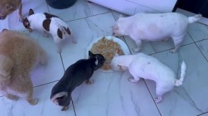 Нагулялись, наигрались - пришло время и подкрепиться.