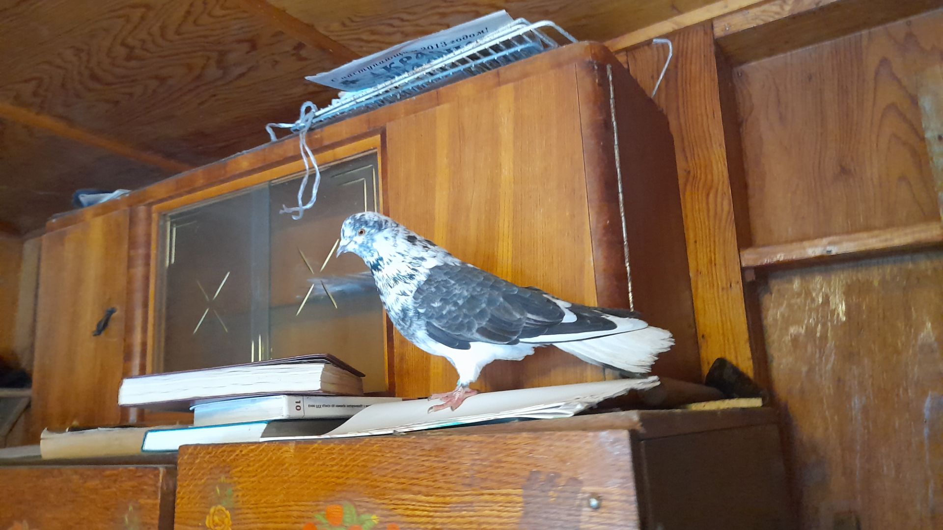 Николаевские голуби Молодой спасён ! 29.01.26 г смотреть онлайн