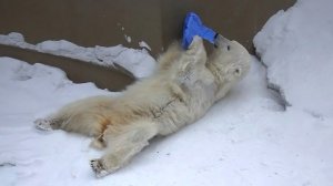 У медвежонка Стрелки остатки любимой игрушки и их очень хочется спрятать!