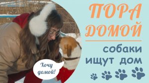 Собаке все равно, сколько вы зарабатываете. Пора домой!