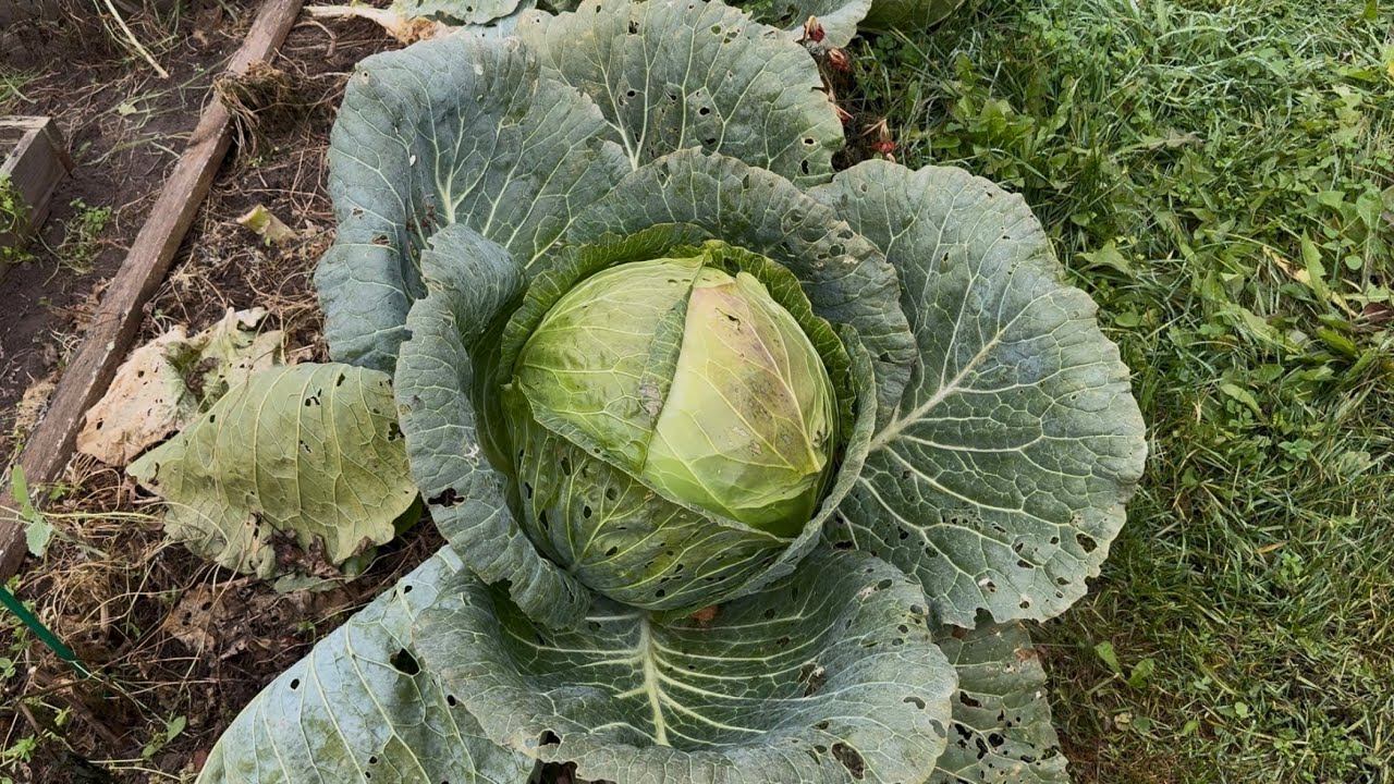 08.10.25 огород в октябре, мегатон в разрезе, щи с секретом! WB ceмена купила смотреть онлайн