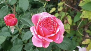 Восхитительная Мэри Энн