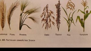 Биология 7 класс. Класс Однодольные. Семейства Лилейные и Злаки( Мятликовые)