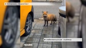 Время местное. Эфир: 29-01-2026 - Осторожно, бешенство!