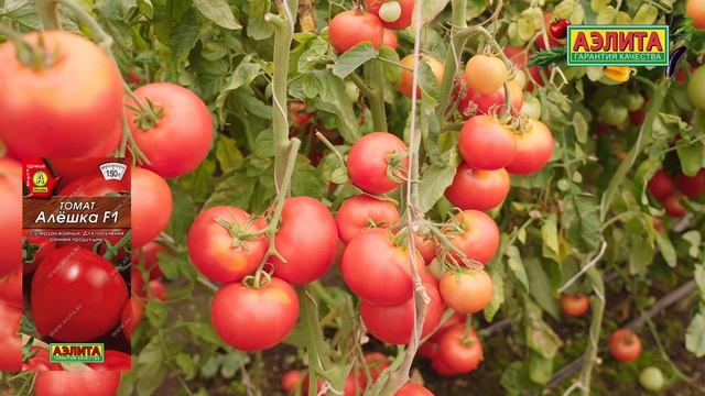 Суперурожайный томат селекции Агрофирмы АЭЛИТА - АЛЕШКА F1 смотреть онлайн