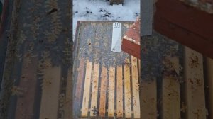 Зимний осмотр пчёл.29.01.26