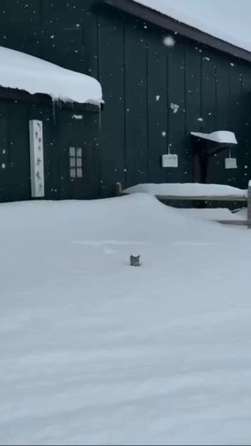 А как вы добираетесь до работы? 🤔 смотреть онлайн