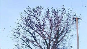 Когда прилетают скворцы и когда улетают? -  VID_20260128_161208