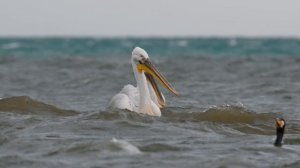 Дикая природа юга. Птицы. Пеликаны и бакланы