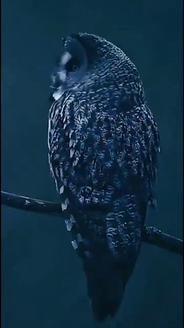 символ мудрости, грации и красоты смотреть онлайн