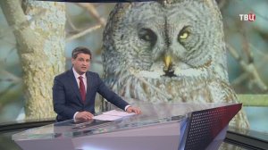 Получившая черепно-мозговую травму в ДТП сова идет на поправку