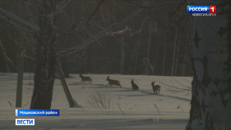 Поголовье лосей и зайцев значительно выросло в лесах Новосибирской области смотреть онлайн