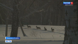 Поголовье лосей и зайцев значительно выросло в лесах Новосибирской области