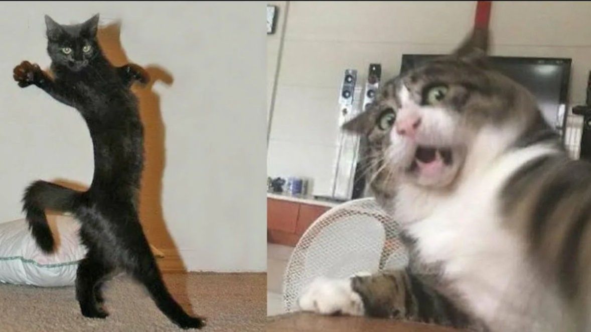 Смешные и забавные животные 😻😺 Лучшие приколы с животными 🐶 смотреть онлайн