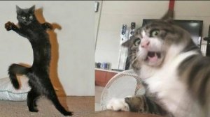 Смешные и забавные животные 😻😺 Лучшие приколы с животными 🐶