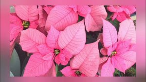 Пуансетия . Как  размножить? poinsettia.#poinsettia #poinsettias #video