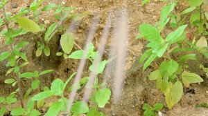 Игрушечные машинки едут по мосту