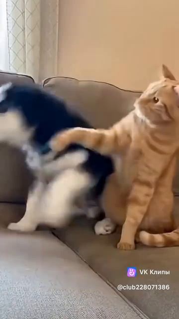 vkclips_20260129105246 смотреть онлайн