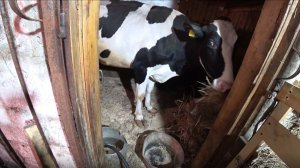 Когда корова ест овощи - это очень хорошо