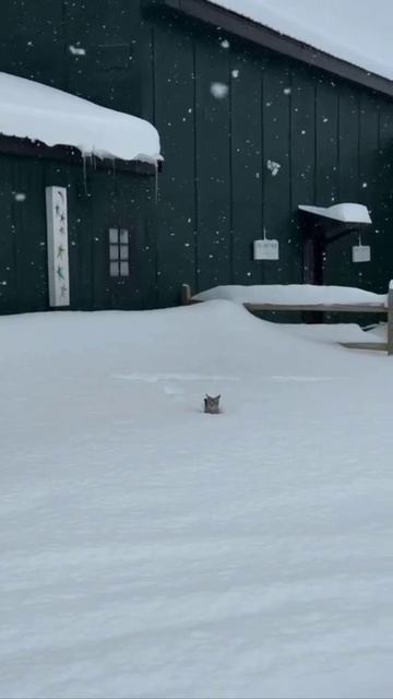 Москвичи утром добираются на работу: смотреть онлайн