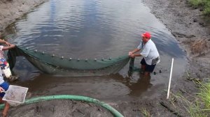 ЛОВЛЯ НЕВОДОМ