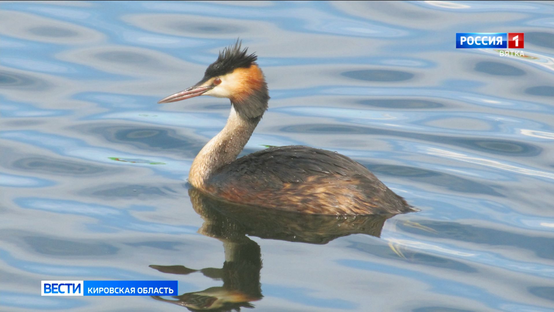 Корреспонденты ГТРК «Вятка» познакомились с птицей года смотреть онлайн
