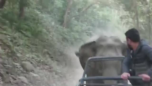 Погони Диких Животных Снятые на Камеру. смотреть онлайн