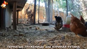 Куриная рутина – что делают куры на выгуле 😂 эпизод (124)