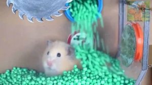 Маленький хомячок смело отправился в лабиринт с монстрами, чудом избежав смерти и вернувшись в объят