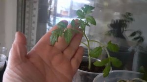 28.01.2026 Пока рассада томатов и перцев обходится без подсветки. Наблюдаю. Повторять не советую.