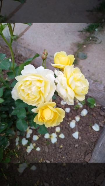 Воспоминания о лете. смотреть онлайн