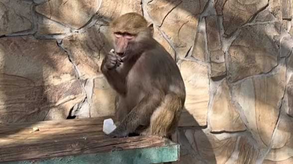 Гамадрилам впервые дали мел! Что из этого вышло_ Маня полоскун и Степан хулиган! Тайган смотреть онлайн