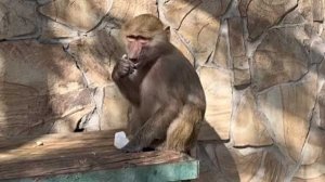 Гамадрилам впервые дали мел! Что из этого вышло_ Маня полоскун и Степан хулиган! Тайган