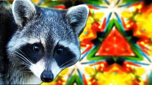 СДЕЛАЛ КАЛЕЙДОСКОП для ЕНОТА ХАЙПА